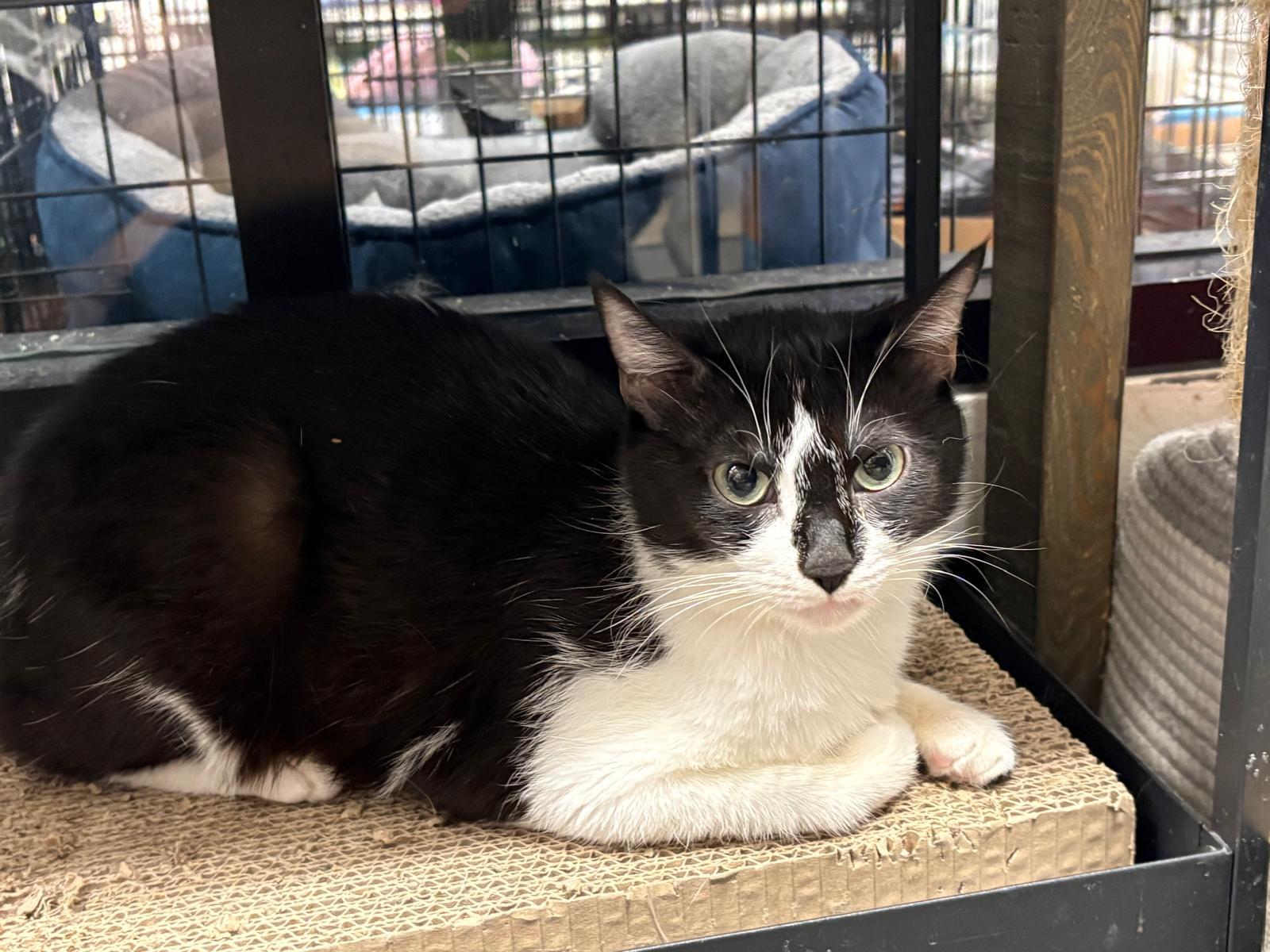 Enlarge Addison, a Adoptable Tuxedo in San Juan Capistrano, CA image 3/6