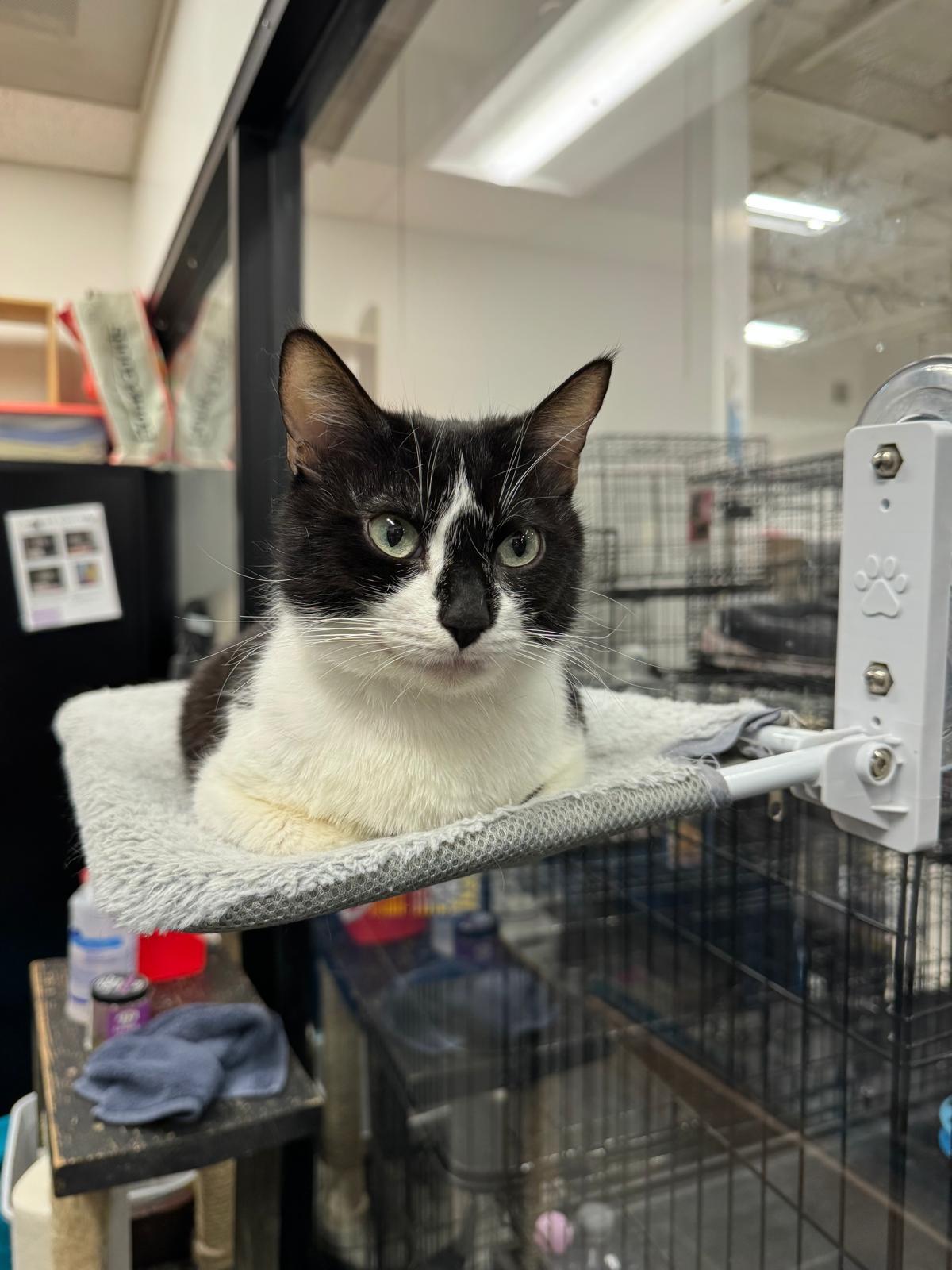 Enlarge Addison, a Adoptable Tuxedo in San Juan Capistrano, CA image 4/6