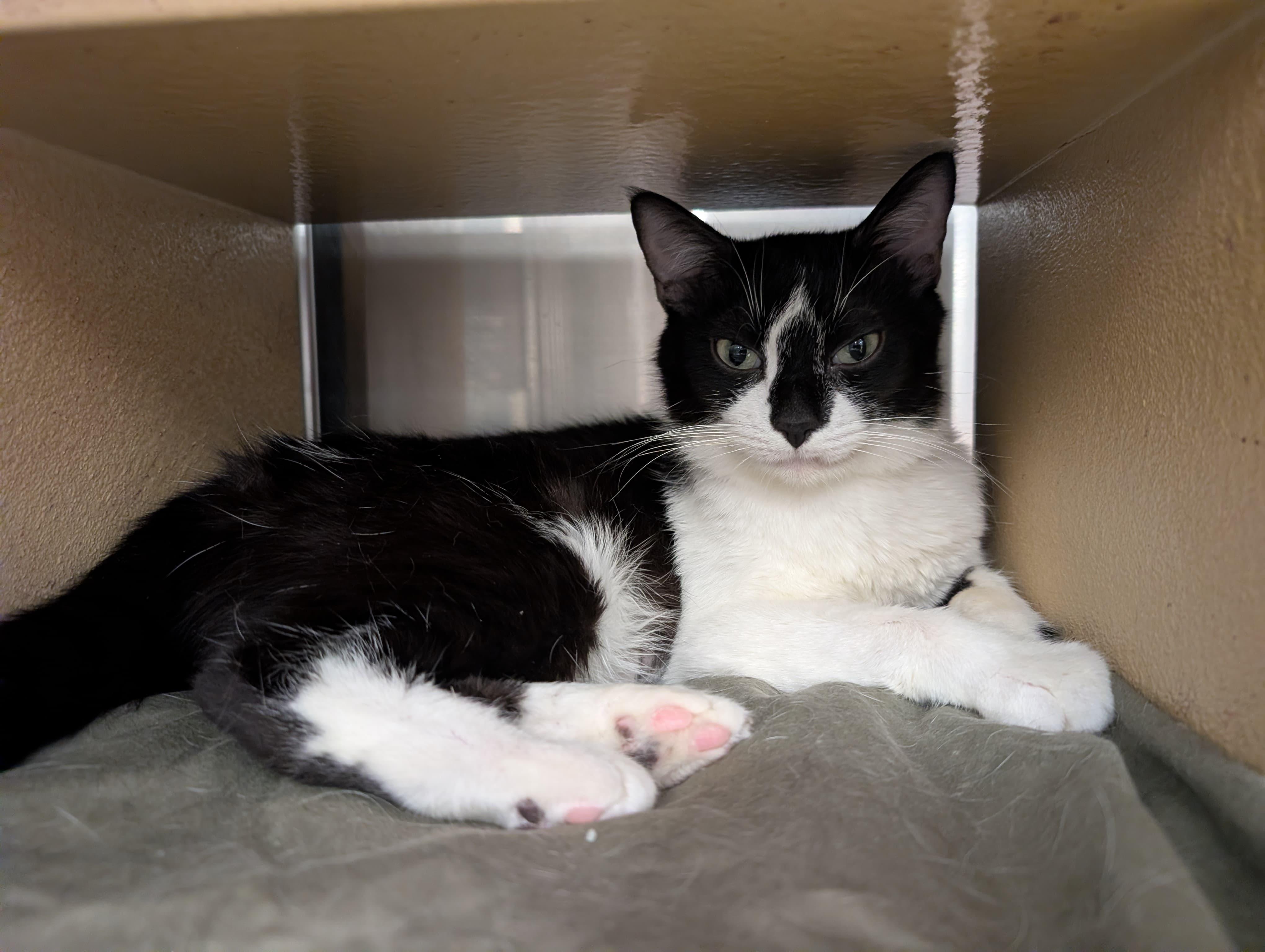 Enlarge Addison, a Adoptable Tuxedo in San Juan Capistrano, CA image 5/6