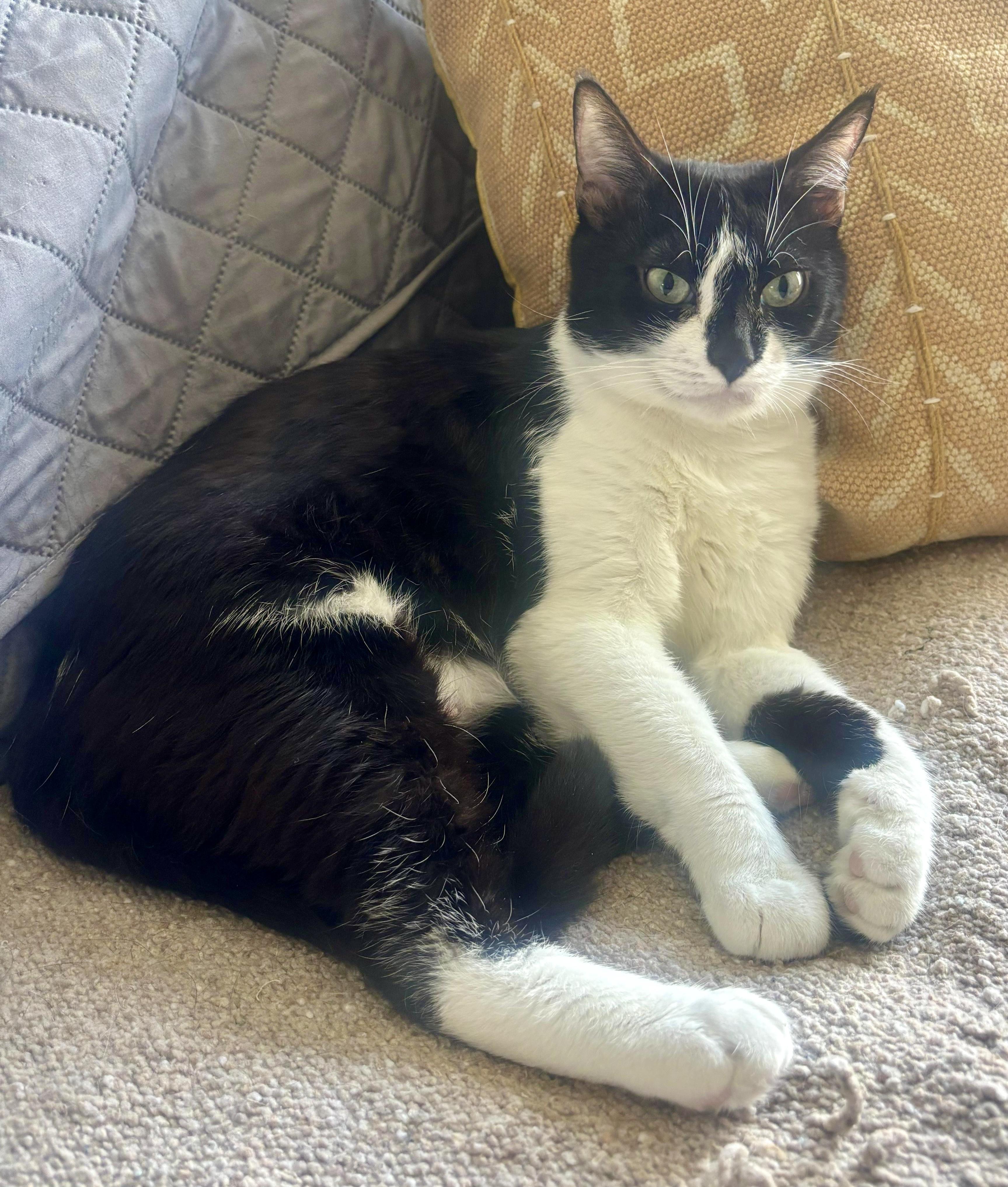Addison, a Adoptable Tuxedo in San Juan Capistrano, CA image 1/6