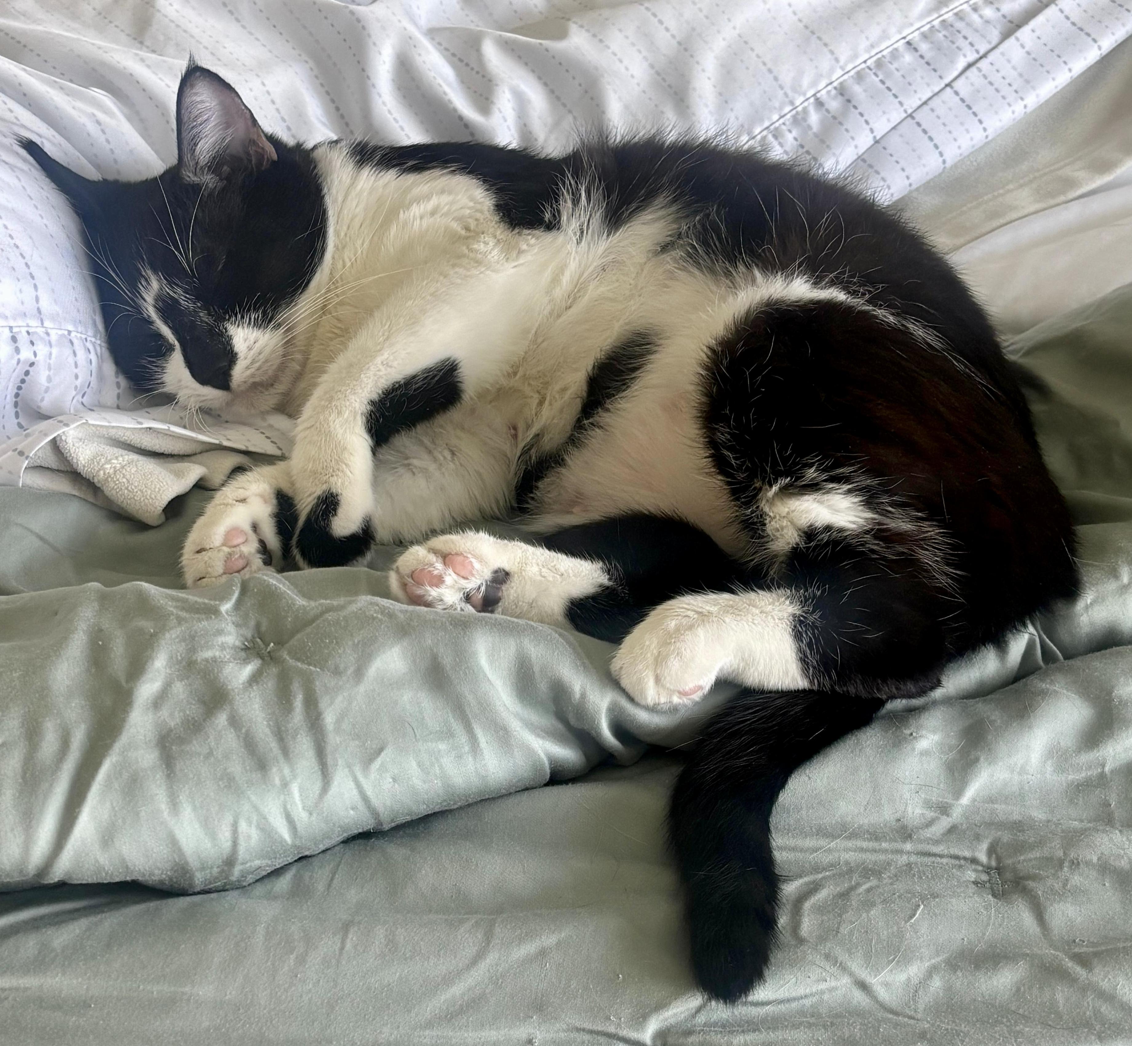Addison, a Adoptable Tuxedo in San Juan Capistrano, CA image 6/6