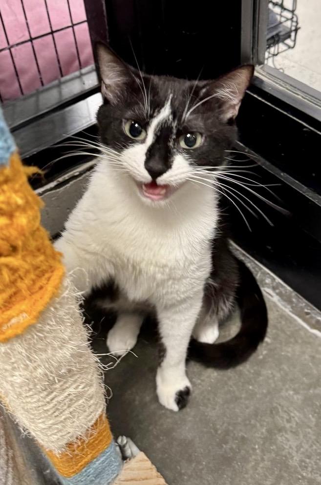 Enlarge Addison, a Adoptable Tuxedo in San Juan Capistrano, CA image 1/6