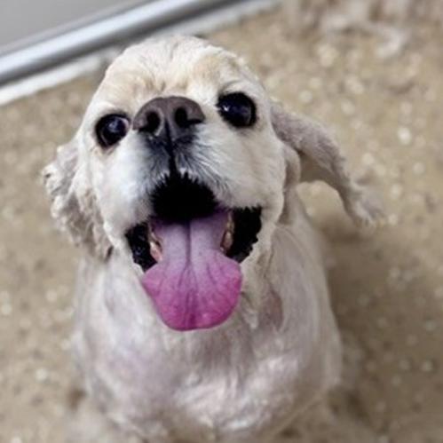 Wiley, a Adoptable Cocker Spaniel in New Fairfield, CT image 1/6