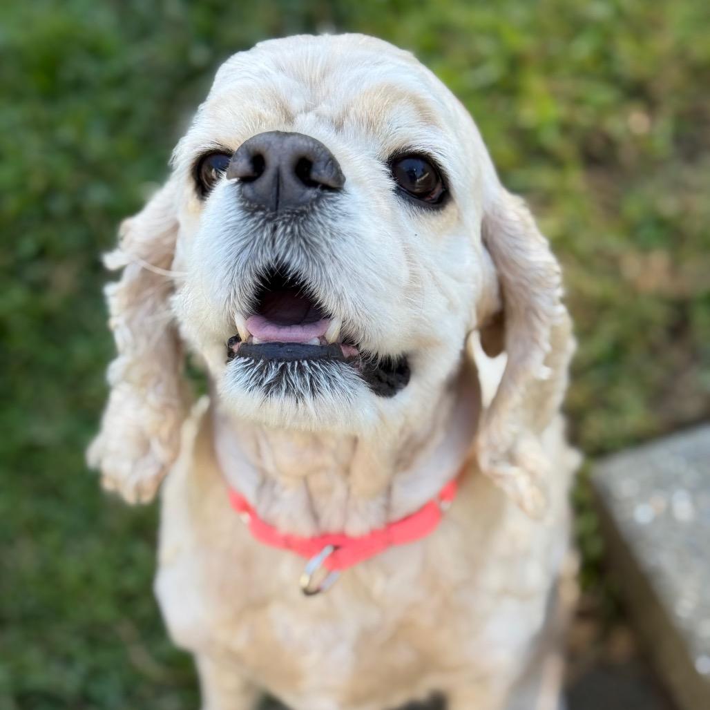 Wiley, a Adoptable Cocker Spaniel in New Fairfield, CT image 2/6