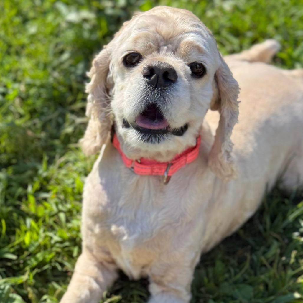 Wiley, a Adoptable Cocker Spaniel in New Fairfield, CT image 3/6