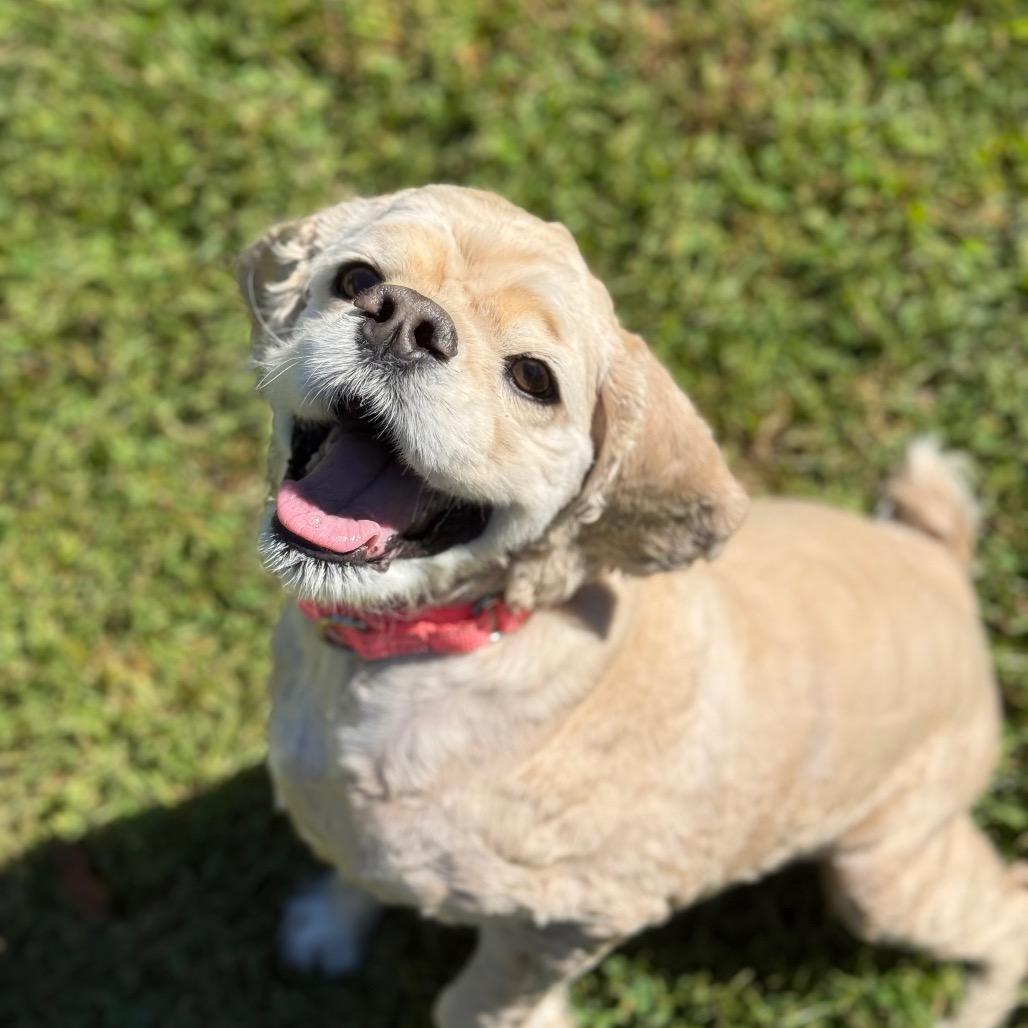 Wiley, a Adoptable Cocker Spaniel in New Fairfield, CT image 4/6
