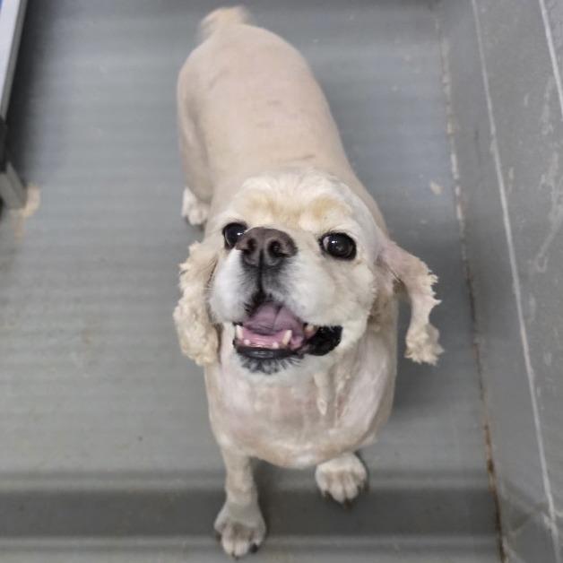 Wiley, a Adoptable Cocker Spaniel in New Fairfield, CT image 5/6