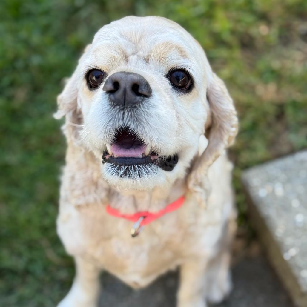 Wiley, a Adoptable Cocker Spaniel in New Fairfield, CT image 6/6