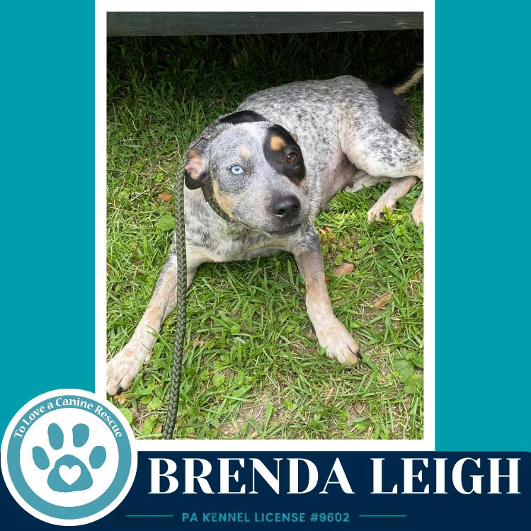 Brenda Leigh 082226, Adoptable, Young Female Australian Cattle Dog / Blue Heeler & Australian Cattle Dog / Blue Heeler.