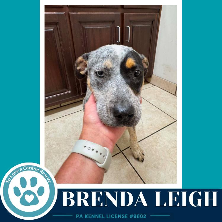 Enlarge Brenda Leigh 082226, a Adoptable mixed breed in Kimberton, PA image 2/5