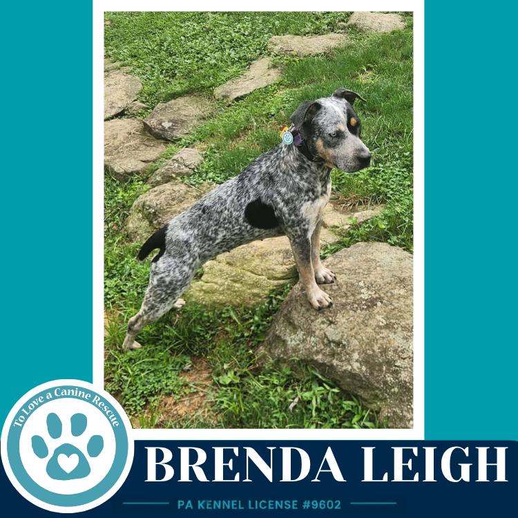 Enlarge Brenda Leigh 082226, a Adoptable mixed breed in Kimberton, PA image 3/5