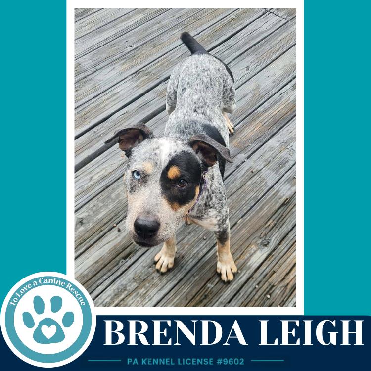 Enlarge Brenda Leigh 082226, a Adoptable mixed breed in Kimberton, PA image 4/5