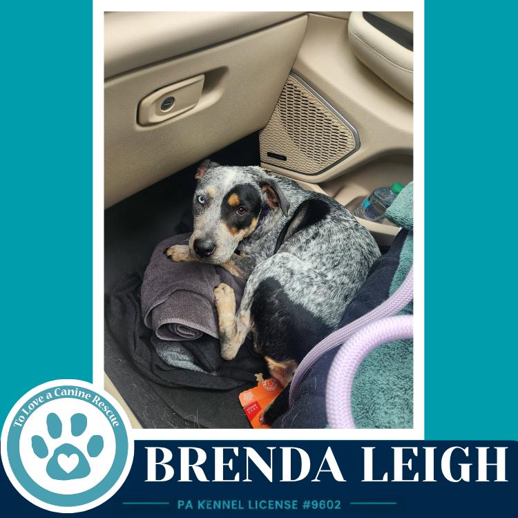 Enlarge Brenda Leigh 082226, a Adoptable mixed breed in Kimberton, PA image 5/5