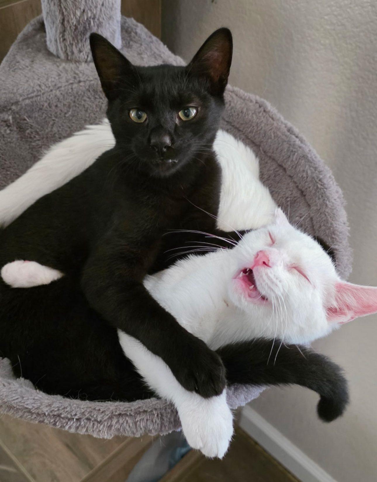Enlarge Jacob & Mooshi, a ADOPTABLE Domestic Short Hair in Rocklin, CA image 1/3