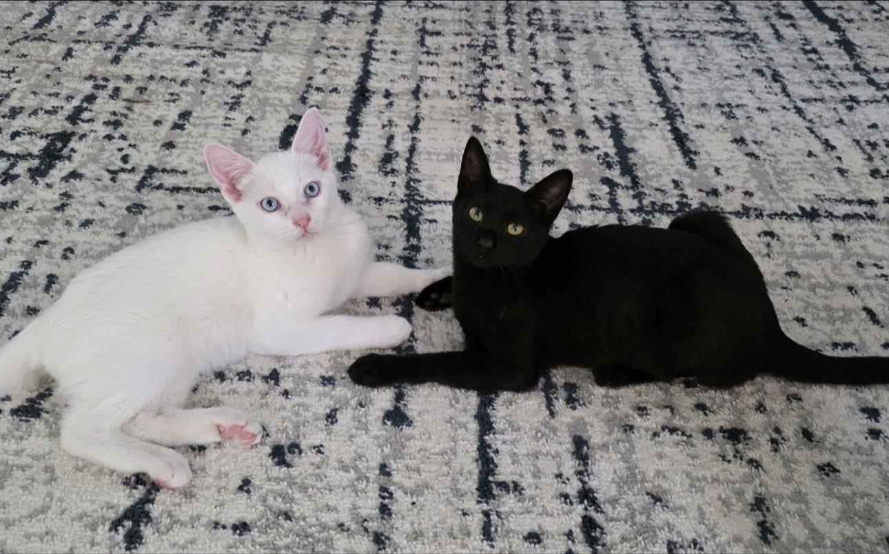 Enlarge Jacob & Mooshi, a ADOPTABLE Domestic Short Hair in Rocklin, CA image 2/3