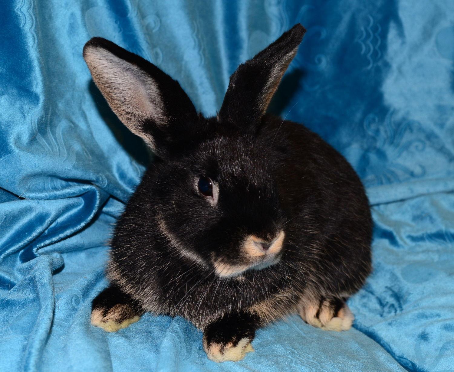 Sienna, Adoptable, Young Female Satin.