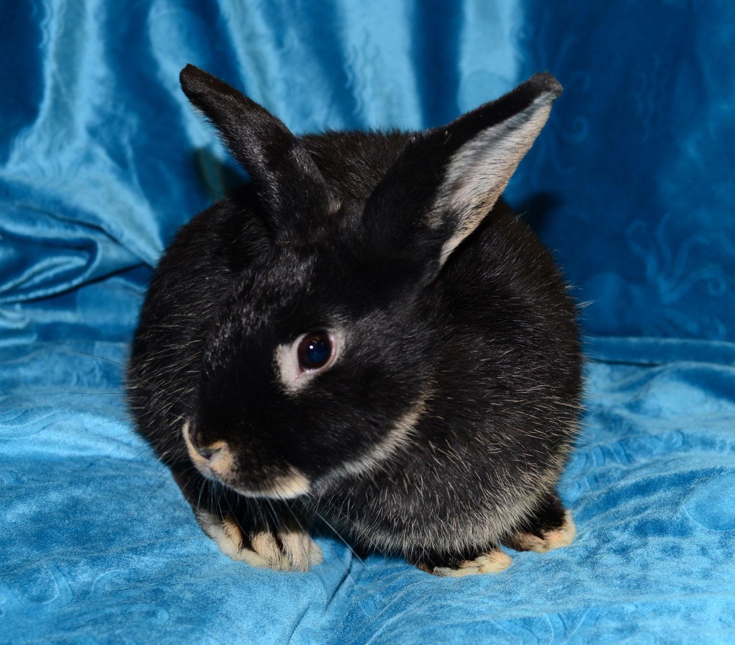 Enlarge Sienna, a Adoptable Satin in Chesterfield, MO image 2/3
