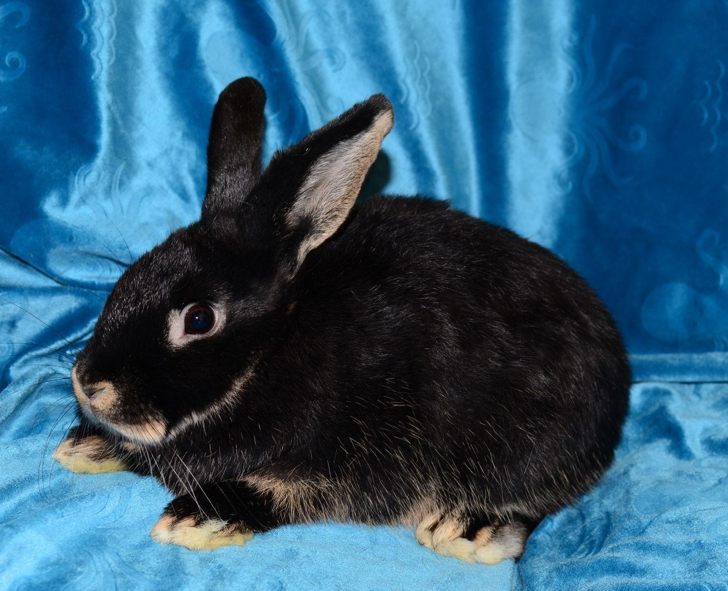 Enlarge Sienna, a Adoptable Satin in Chesterfield, MO image 3/3