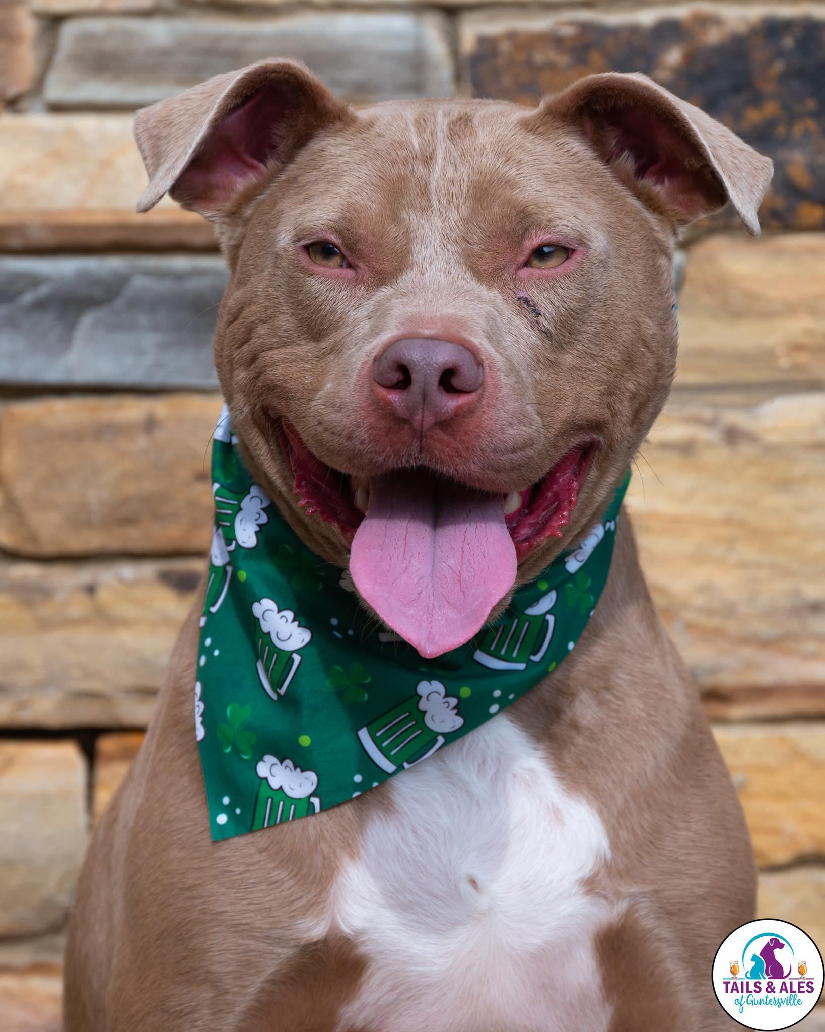 Enlarge Benji, a ADOPTABLE mixed breed in Guntersville, AL image 4/5