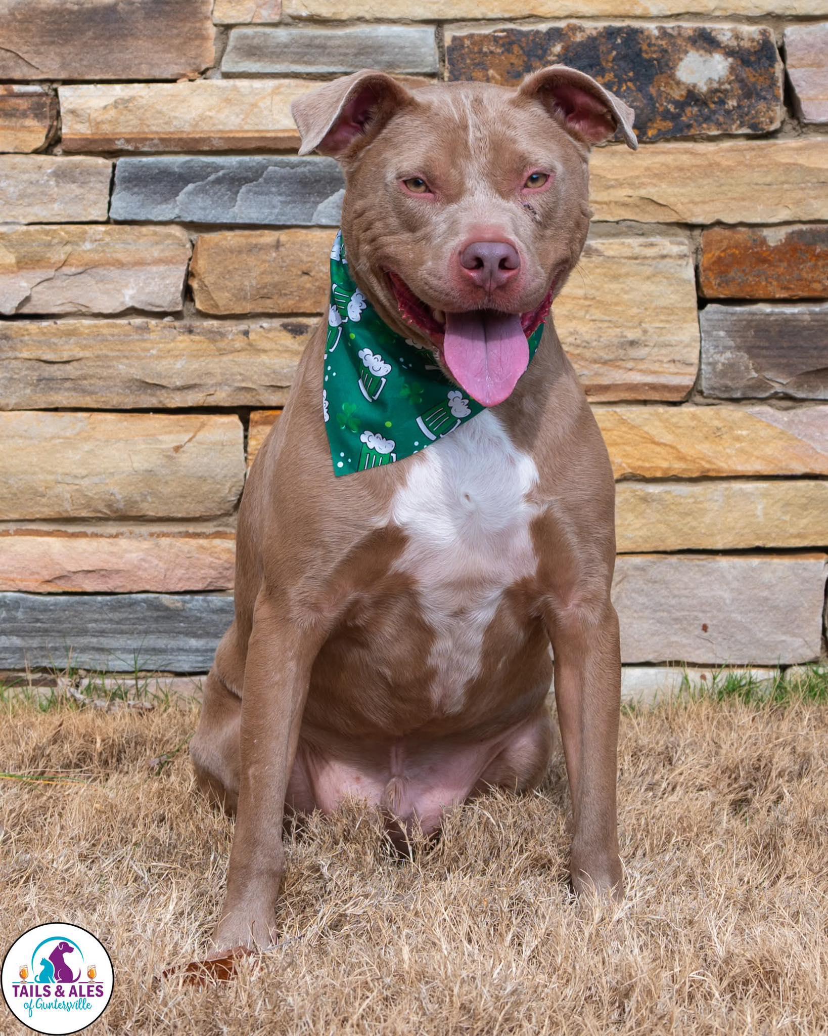 Enlarge Benji, a ADOPTABLE mixed breed in Guntersville, AL image 5/5