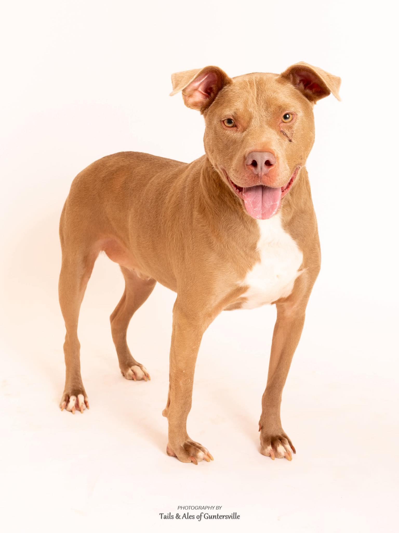 Benji, ADOPTABLE, Adult Male Pit Bull Terrier.