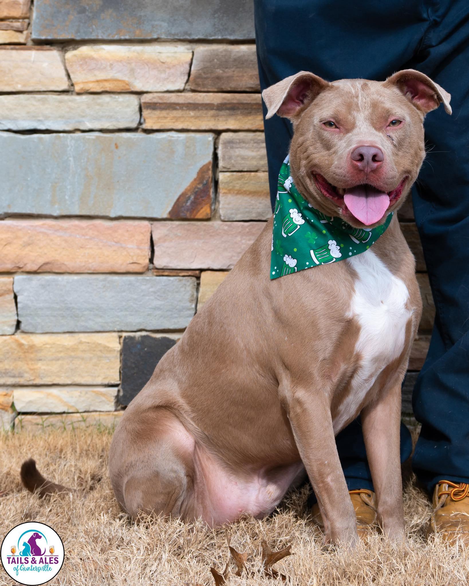 Enlarge Benji, a ADOPTABLE mixed breed in Guntersville, AL image 3/5