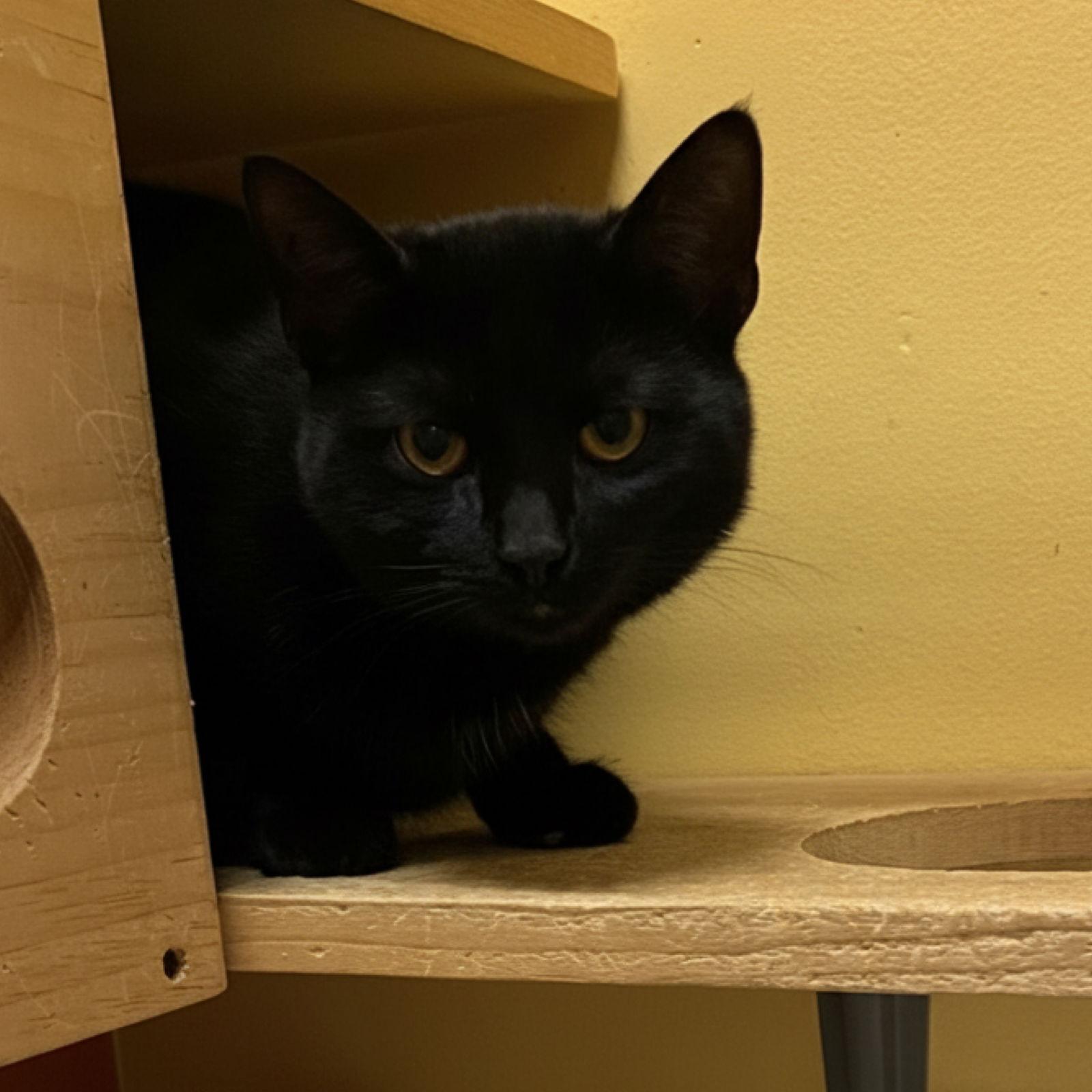 Jewel, Adoptable, Young Female Domestic Short Hair.