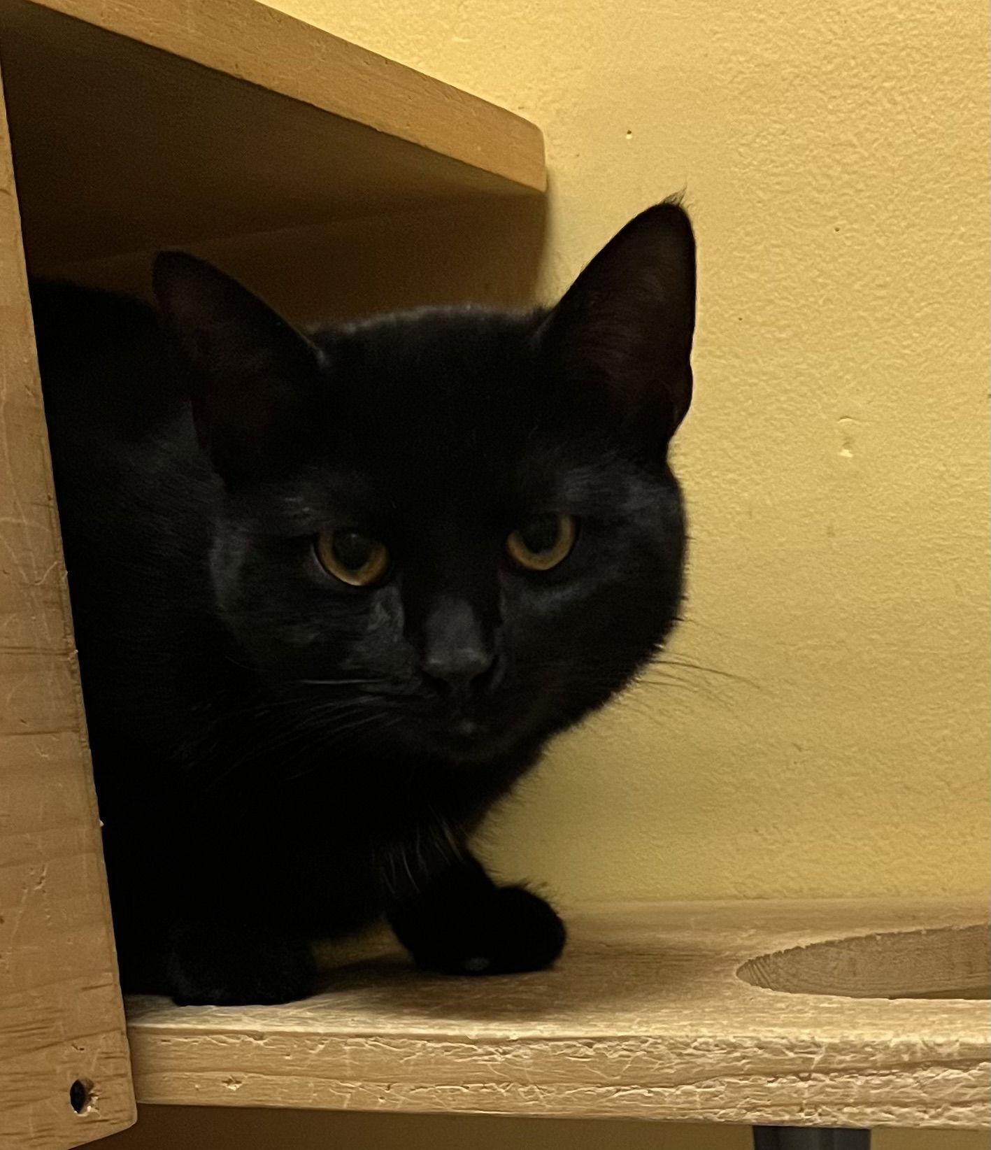 Jewel, Adoptable, Young Female Domestic Short Hair.