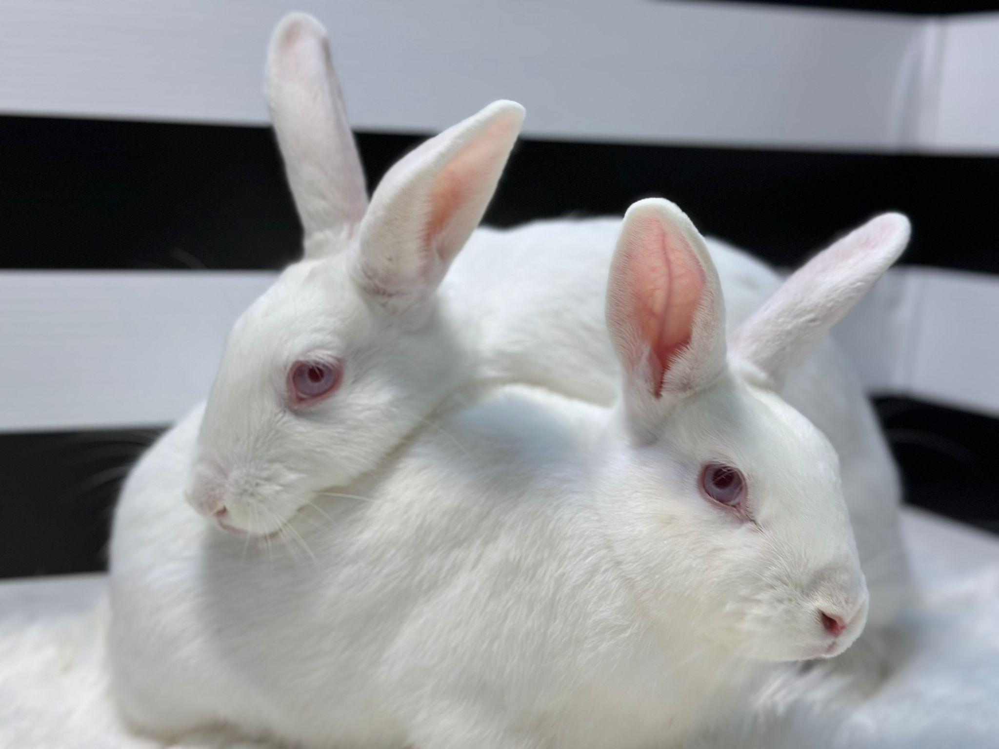 Enlarge Rukia & Raspberry, a Adoptable Bunny Rabbit in Fountain Valley, CA image 1/1