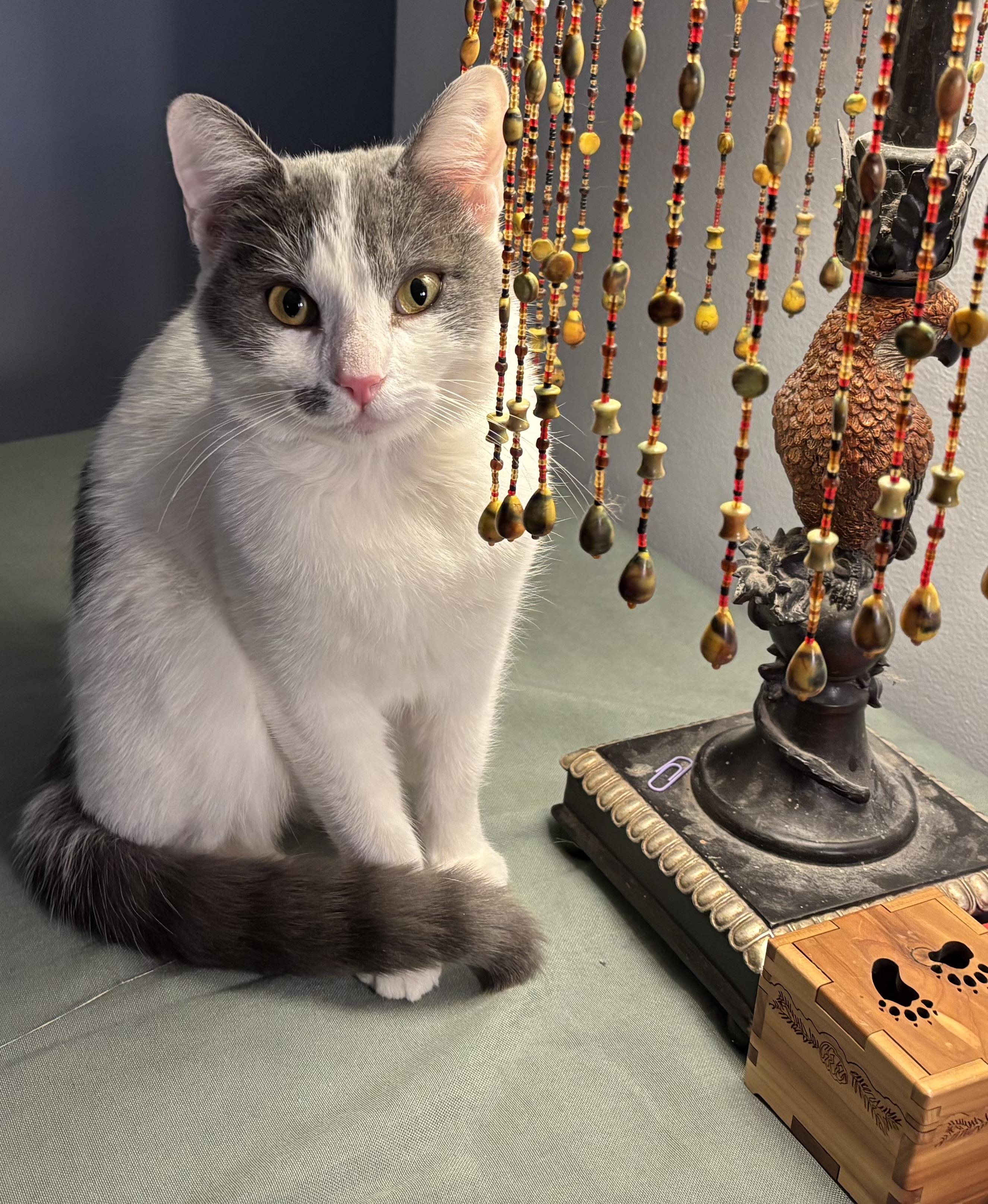 Enlarge Bridget, a Adoptable Domestic Short Hair in Oracle, AZ image 2/3