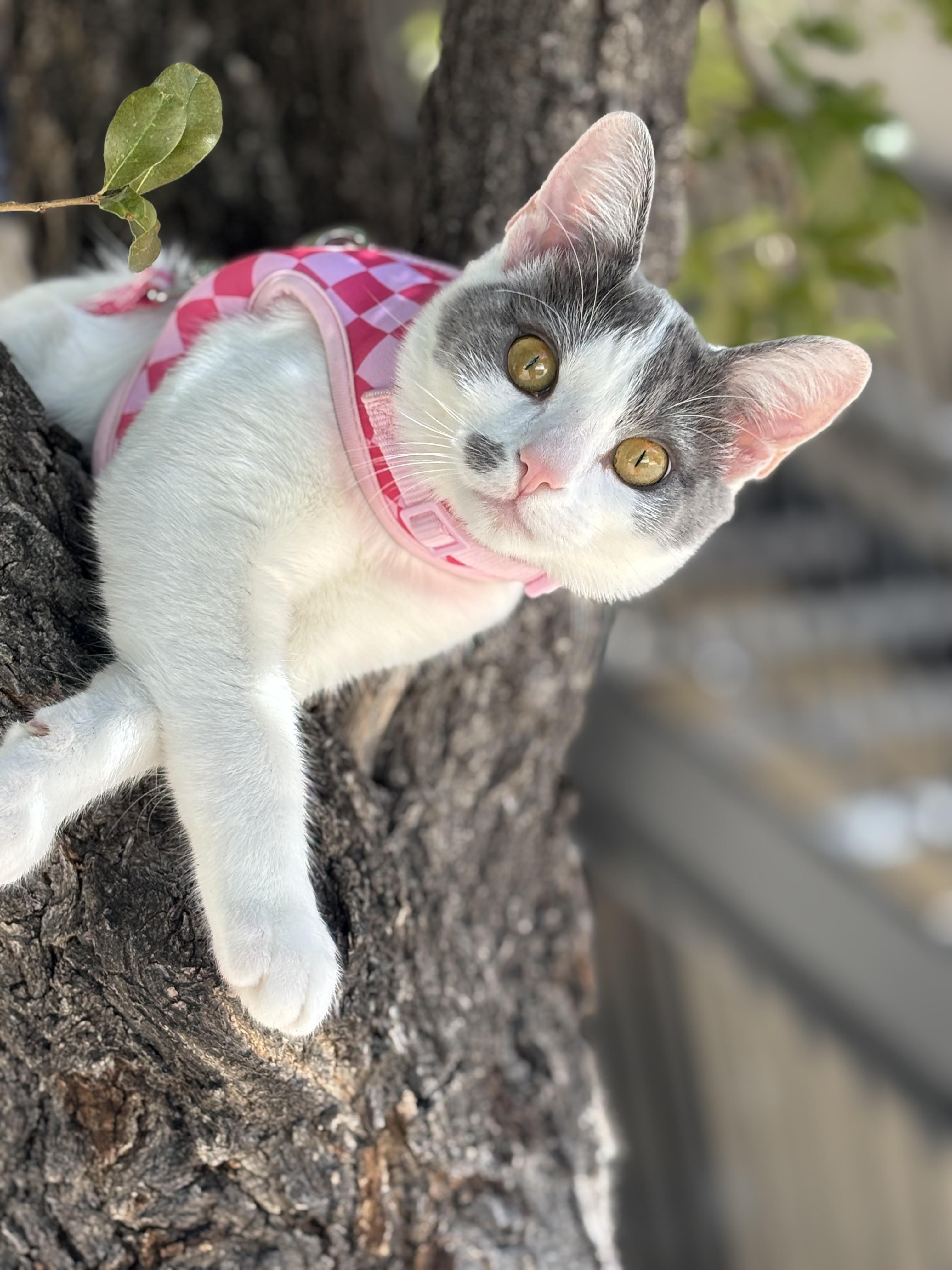 Enlarge Bridget, a Adoptable Domestic Short Hair in Oracle, AZ image 1/3