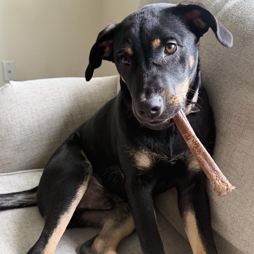 Rio, Adoptable, Puppy Male Labrador Retriever.
