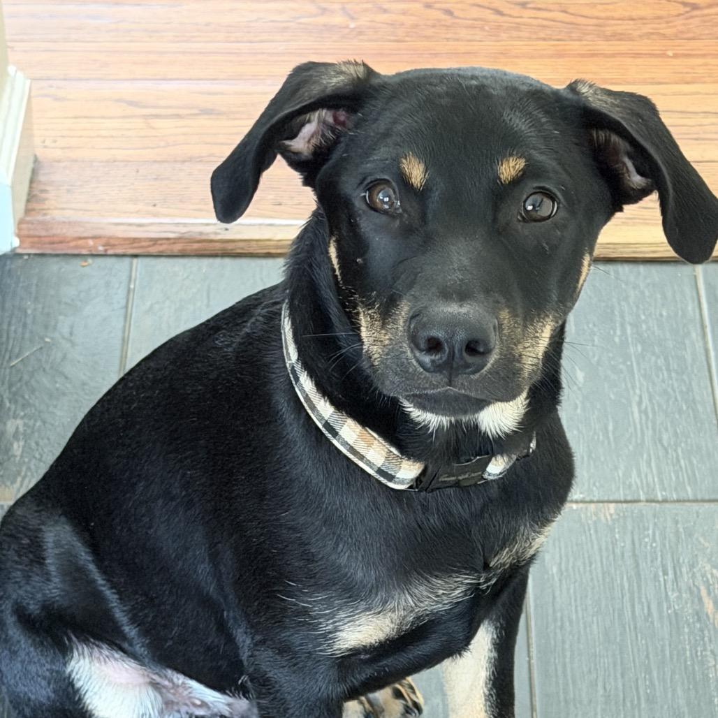 Enlarge Rio, a Adoptable Labrador Retriever in Lake Hopatcong, NJ image 2/2