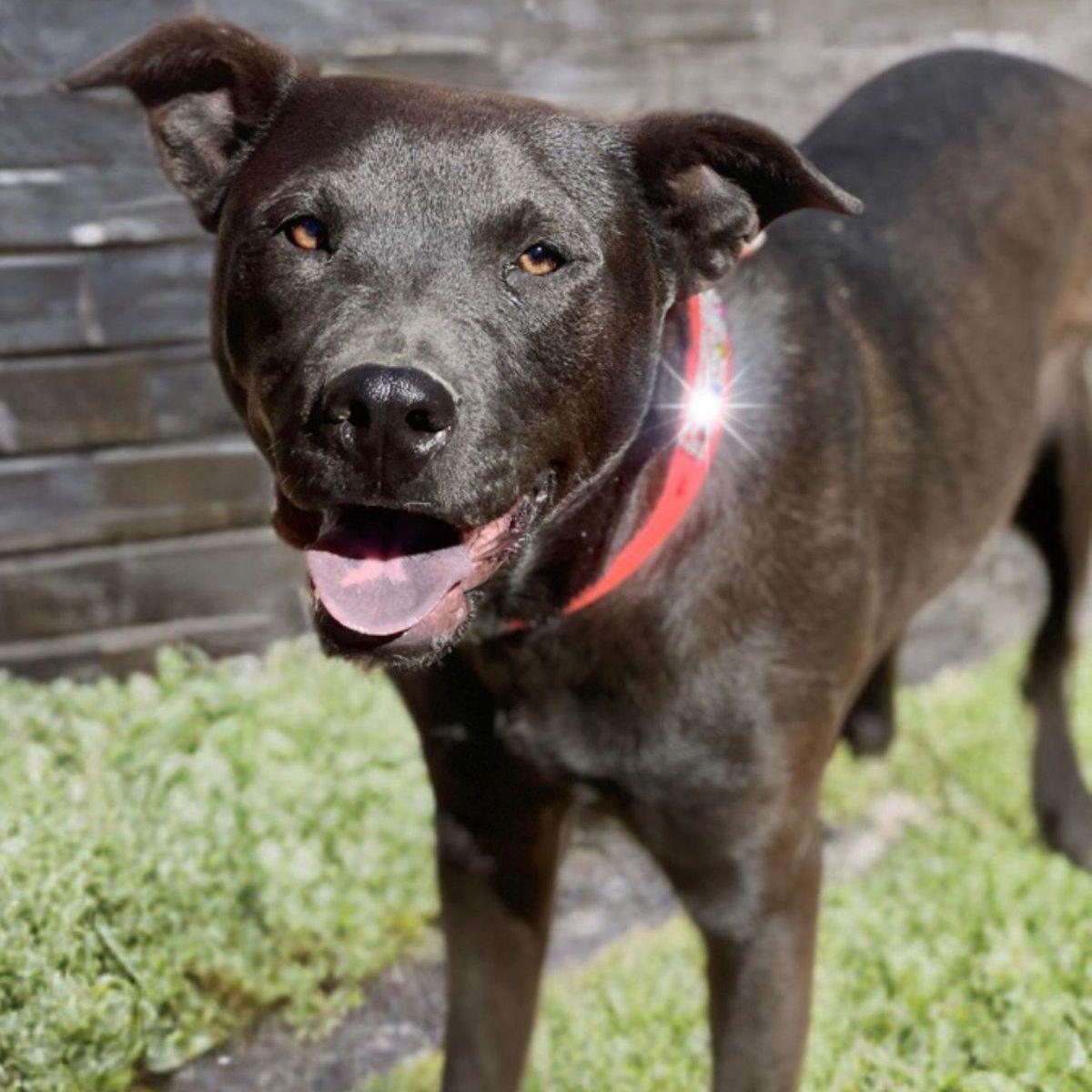 Enlarge Uma, a Adoptable mixed breed in Kingman, AZ image 1/3