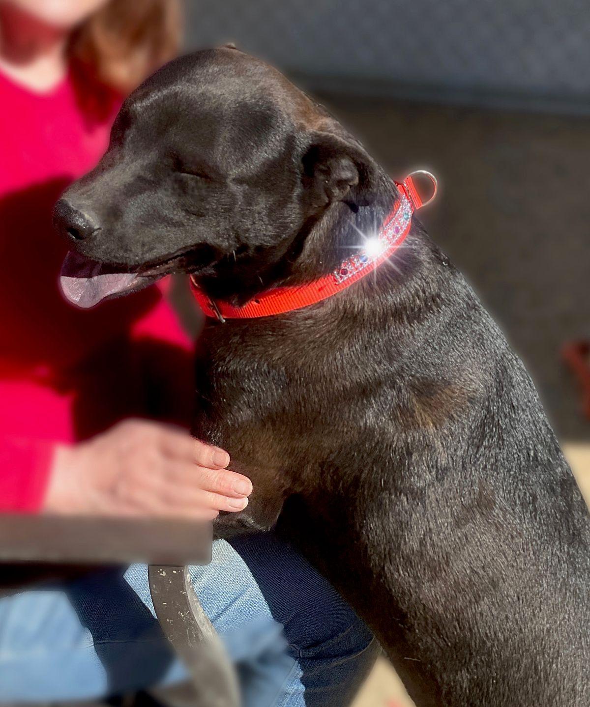 Enlarge Uma, a Adoptable mixed breed in Kingman, AZ image 2/3