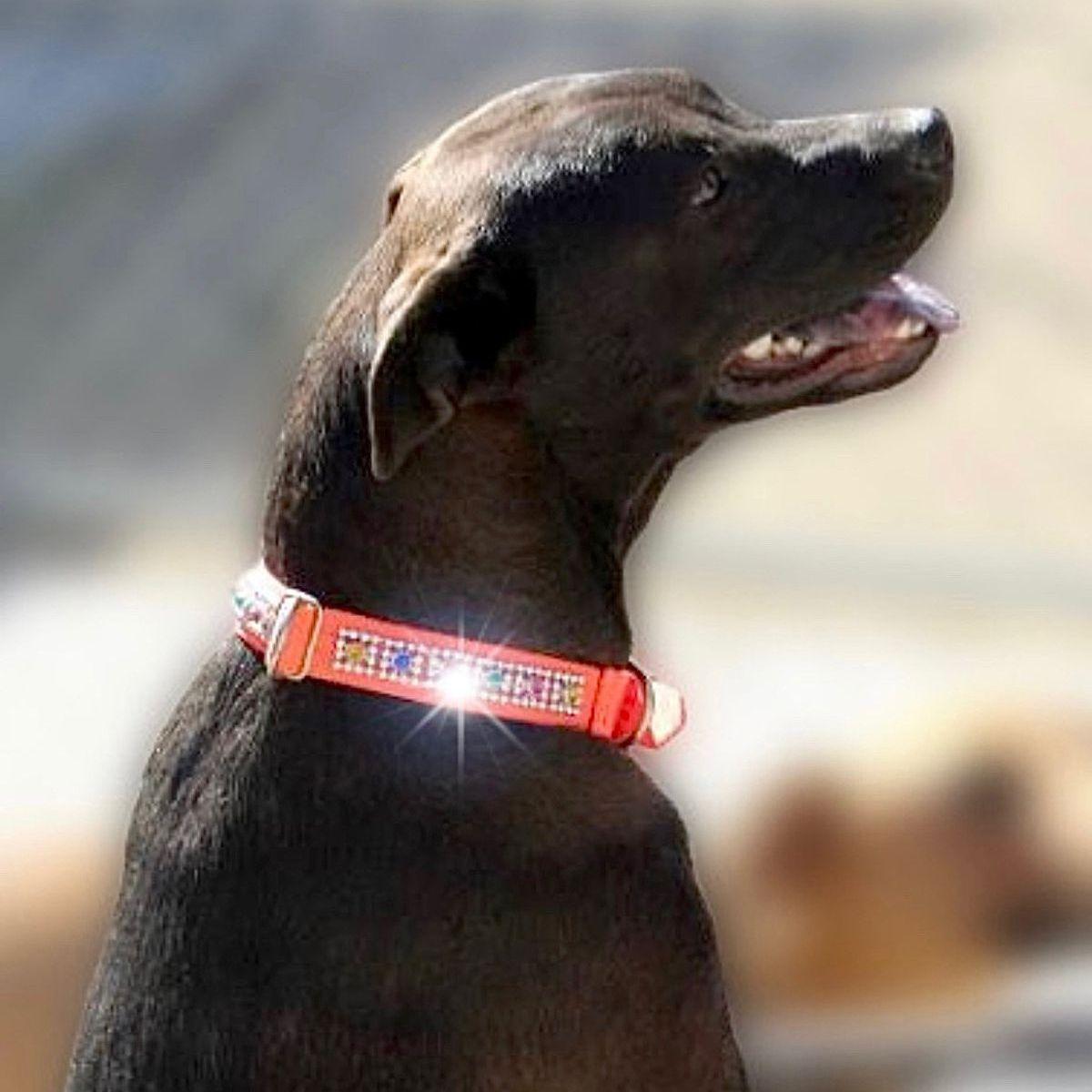 Enlarge Uma, a Adoptable mixed breed in Kingman, AZ image 3/3