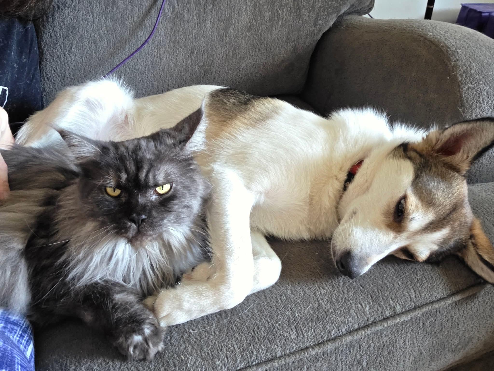 Livy, a Adoptable mixed breed in Lively, ON image 5/5