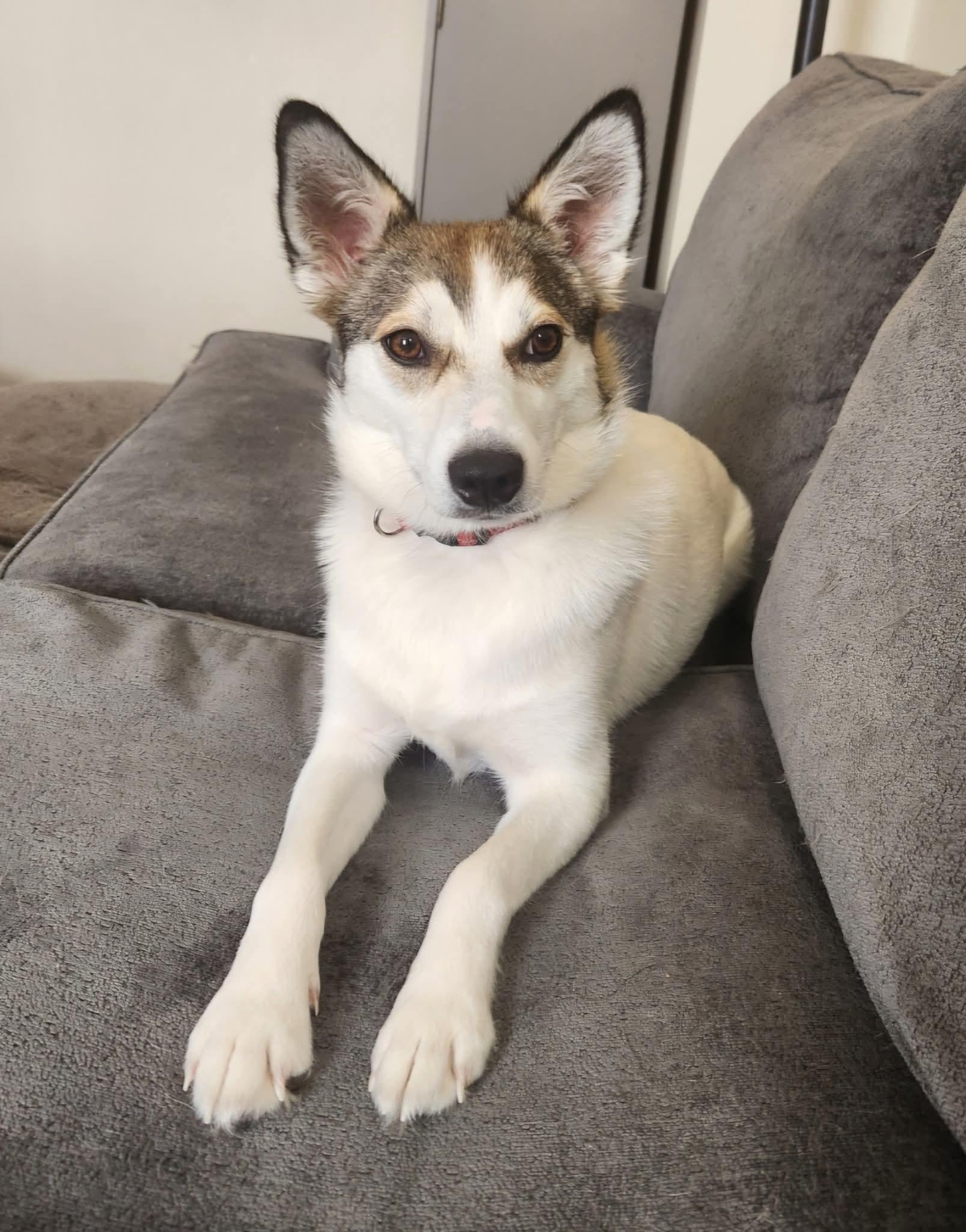 Livy, a Adoptable mixed breed in Lively, ON image 1/5