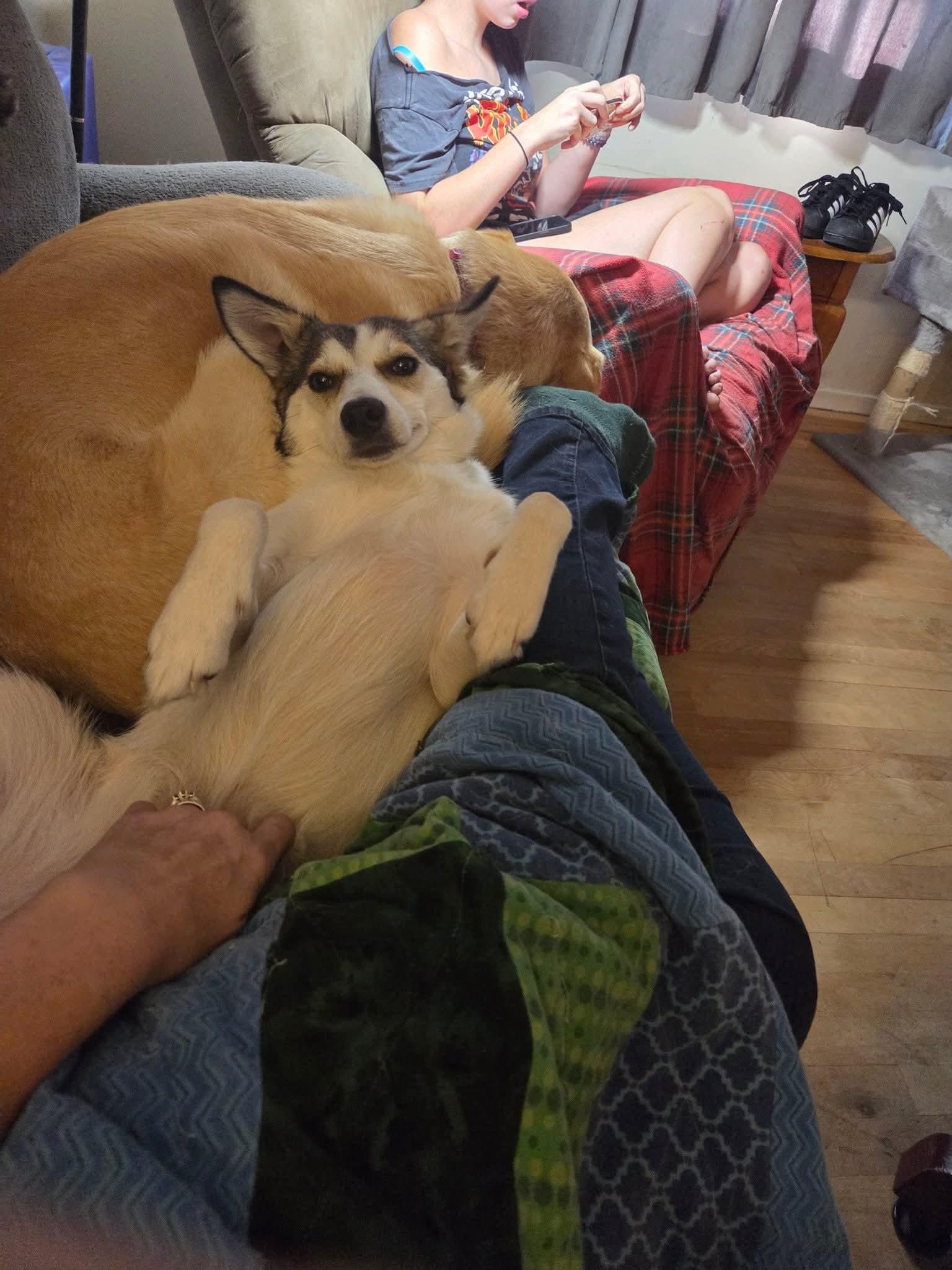 Livy, a Adoptable mixed breed in Lively, ON image 4/5