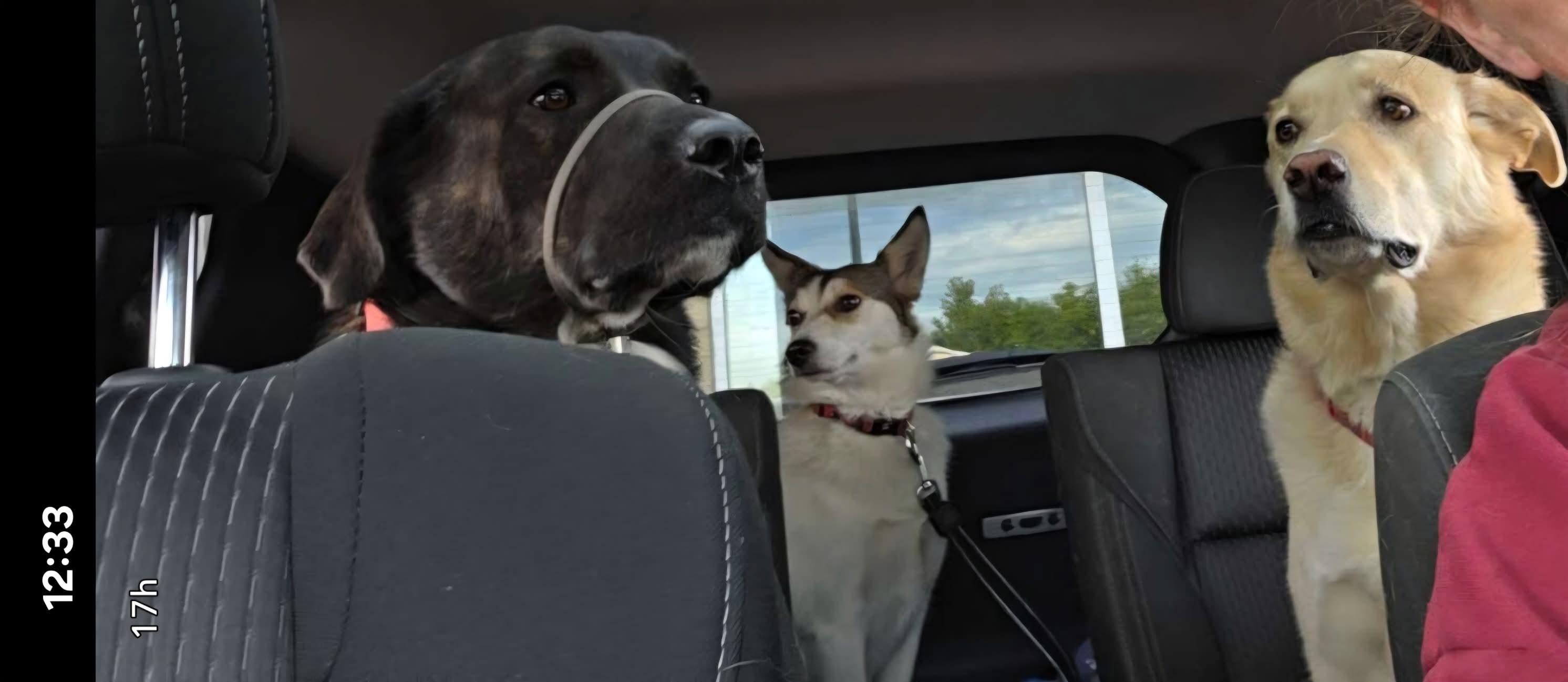 Livy, a Adoptable mixed breed in Lively, ON image 2/5