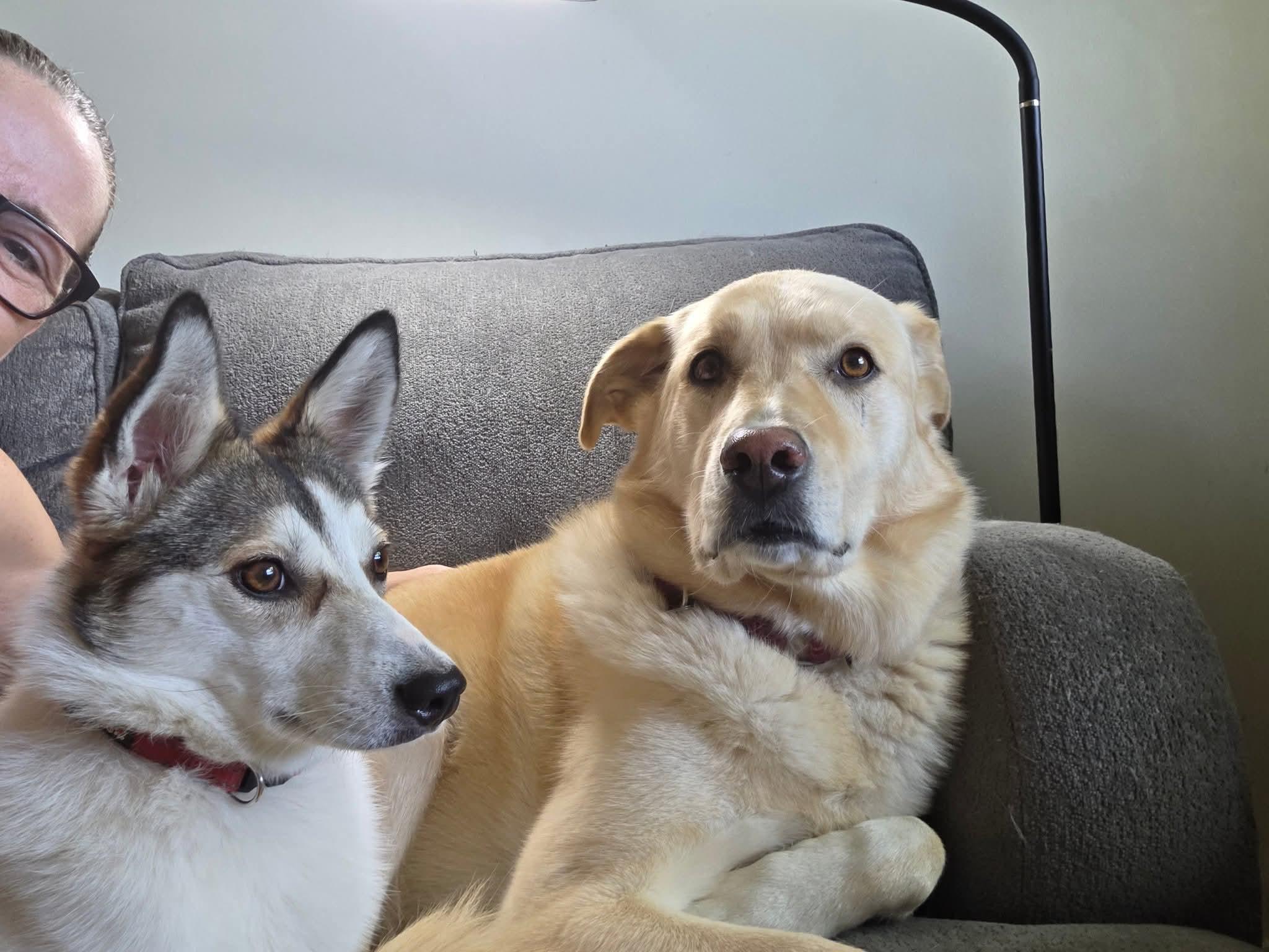 Livy, a Adoptable mixed breed in Lively, ON image 3/5