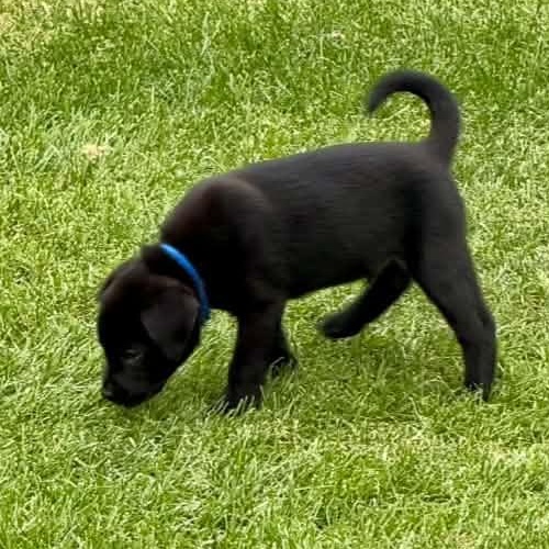 Enlarge Tom Haverford, a Adoptable Mixed Breed in Racine, WI image 4/4