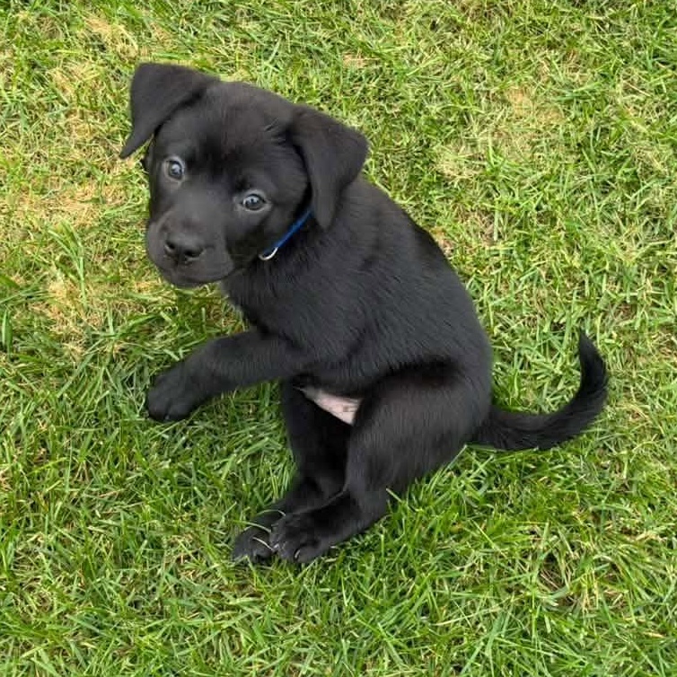 Enlarge Tom Haverford, a Adoptable Mixed Breed in Racine, WI image 3/4