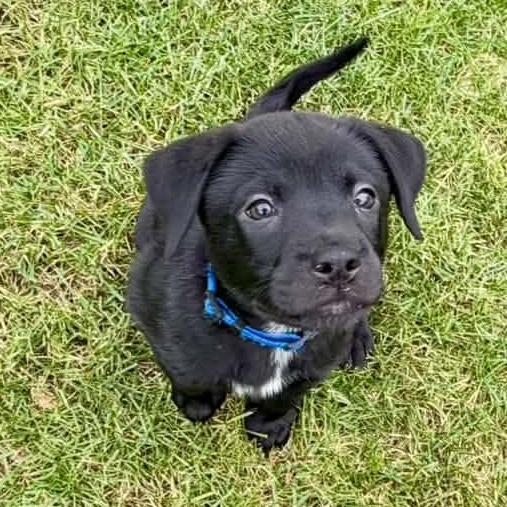 Enlarge Tom Haverford, a Adoptable Mixed Breed in Racine, WI image 1/4