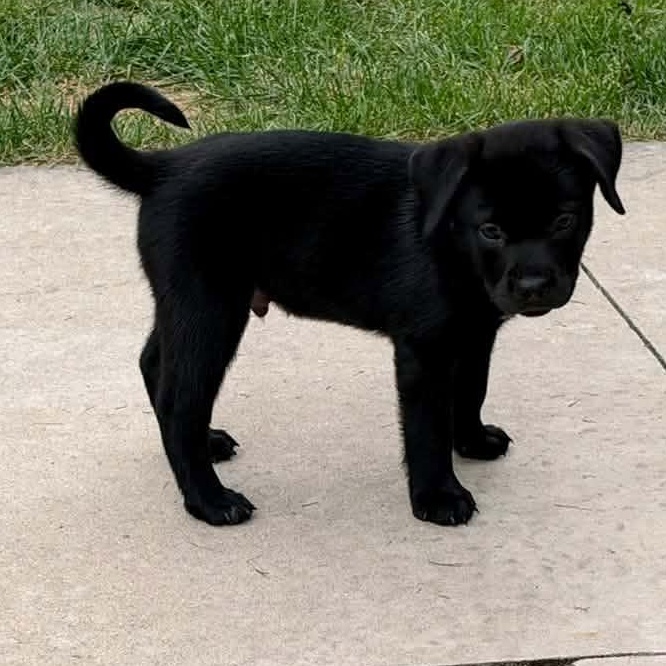 Enlarge Tom Haverford, a Adoptable Mixed Breed in Racine, WI image 2/4