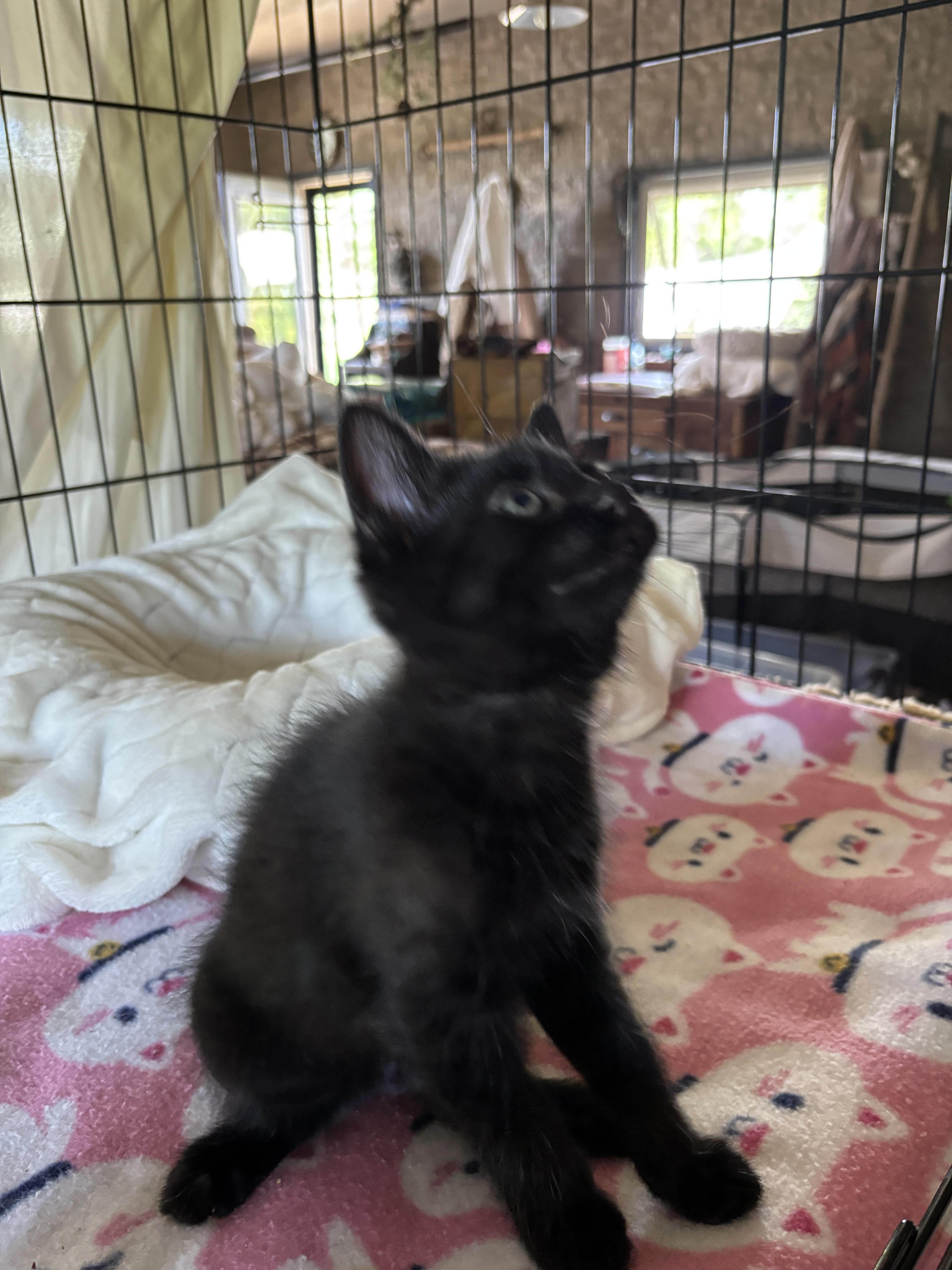 Enlarge Edward - The Pretty Woman Litter, a Adopted mixed breed in Sheboygan, WI image 5/5