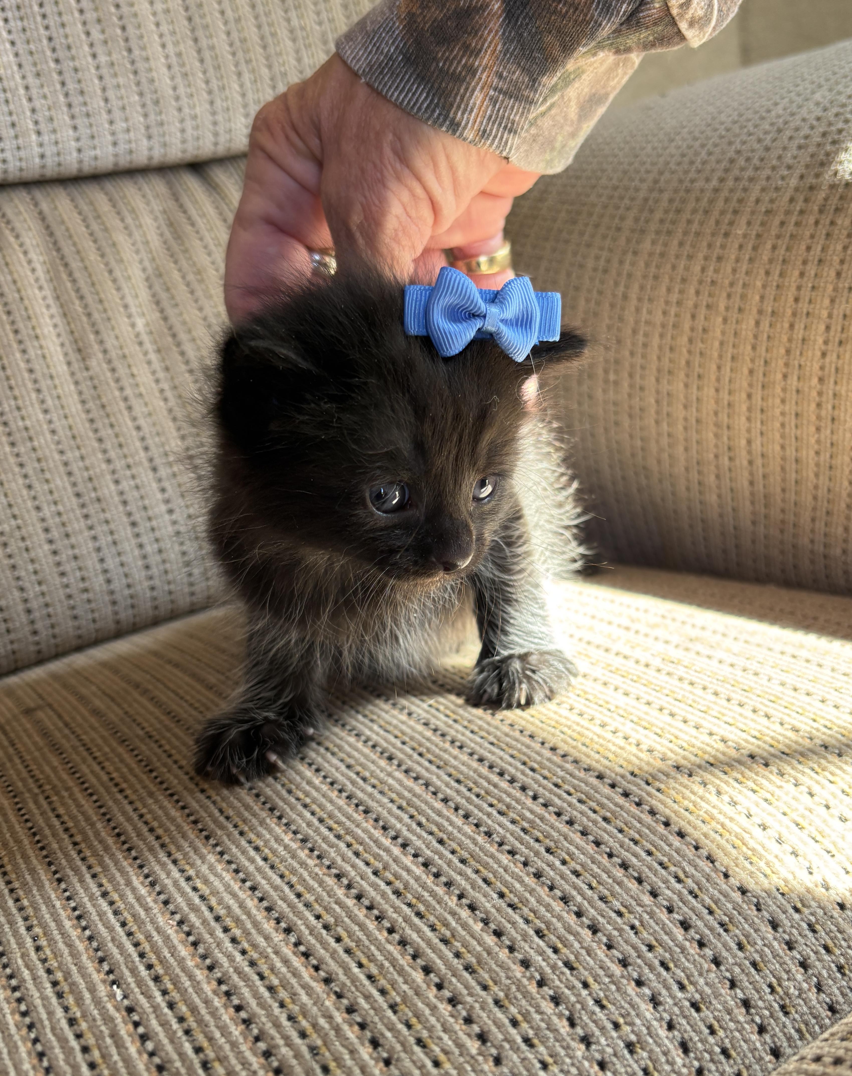 Enlarge Edward - The Pretty Woman Litter, a Adopted mixed breed in Sheboygan, WI image 4/5
