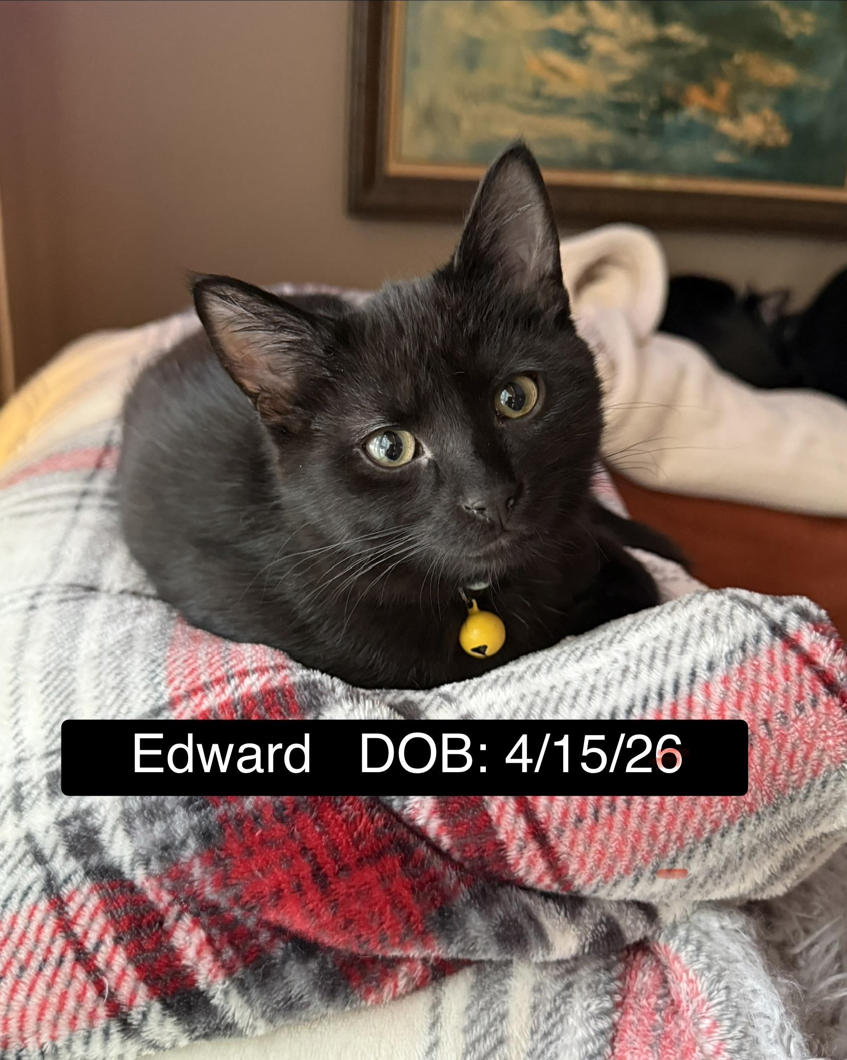 Enlarge Edward - The Pretty Woman Litter, a Adopted mixed breed in Sheboygan, WI image 2/5