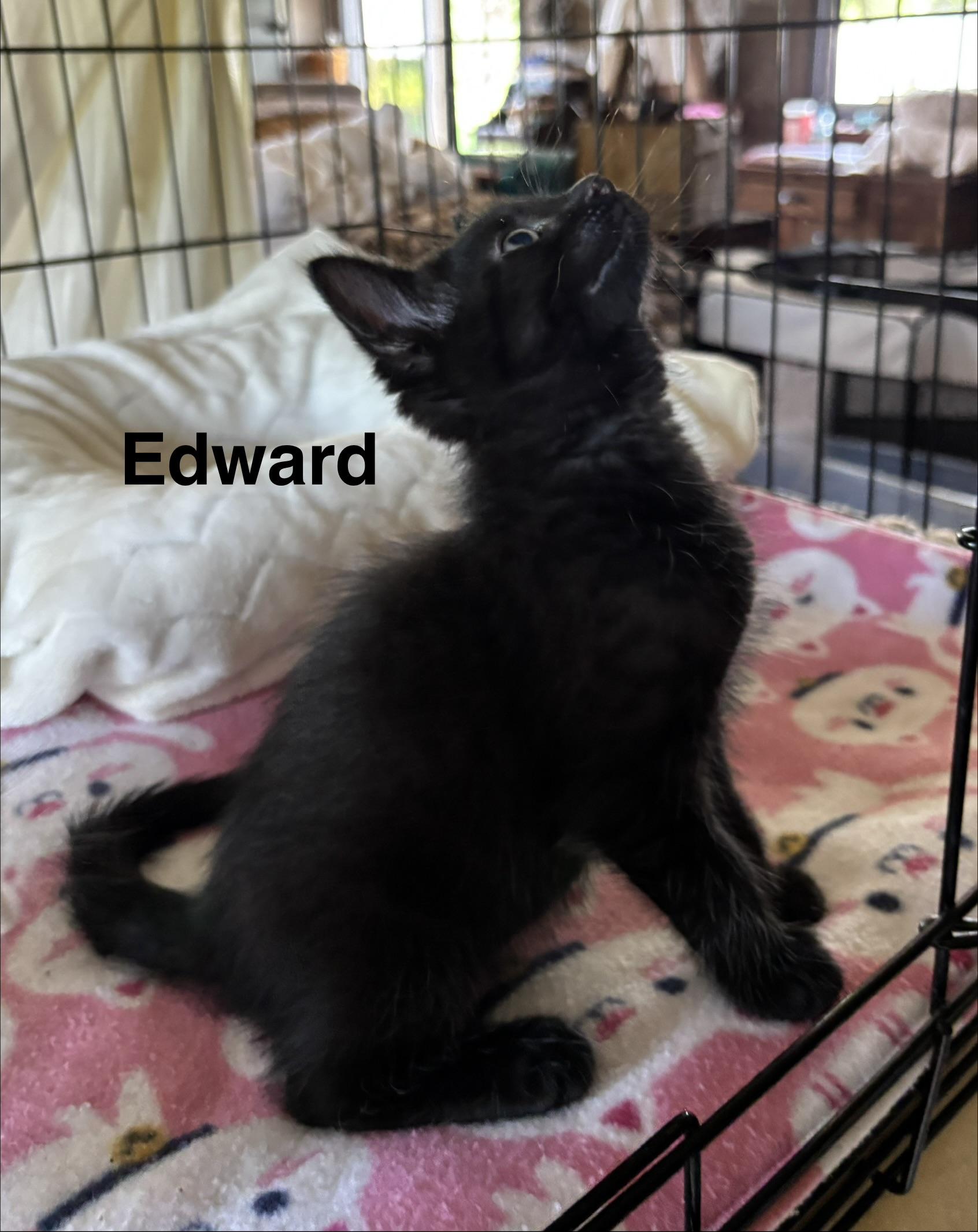 Edward - The Pretty Woman Litter, Adopted, Kitten Male Domestic Short Hair.