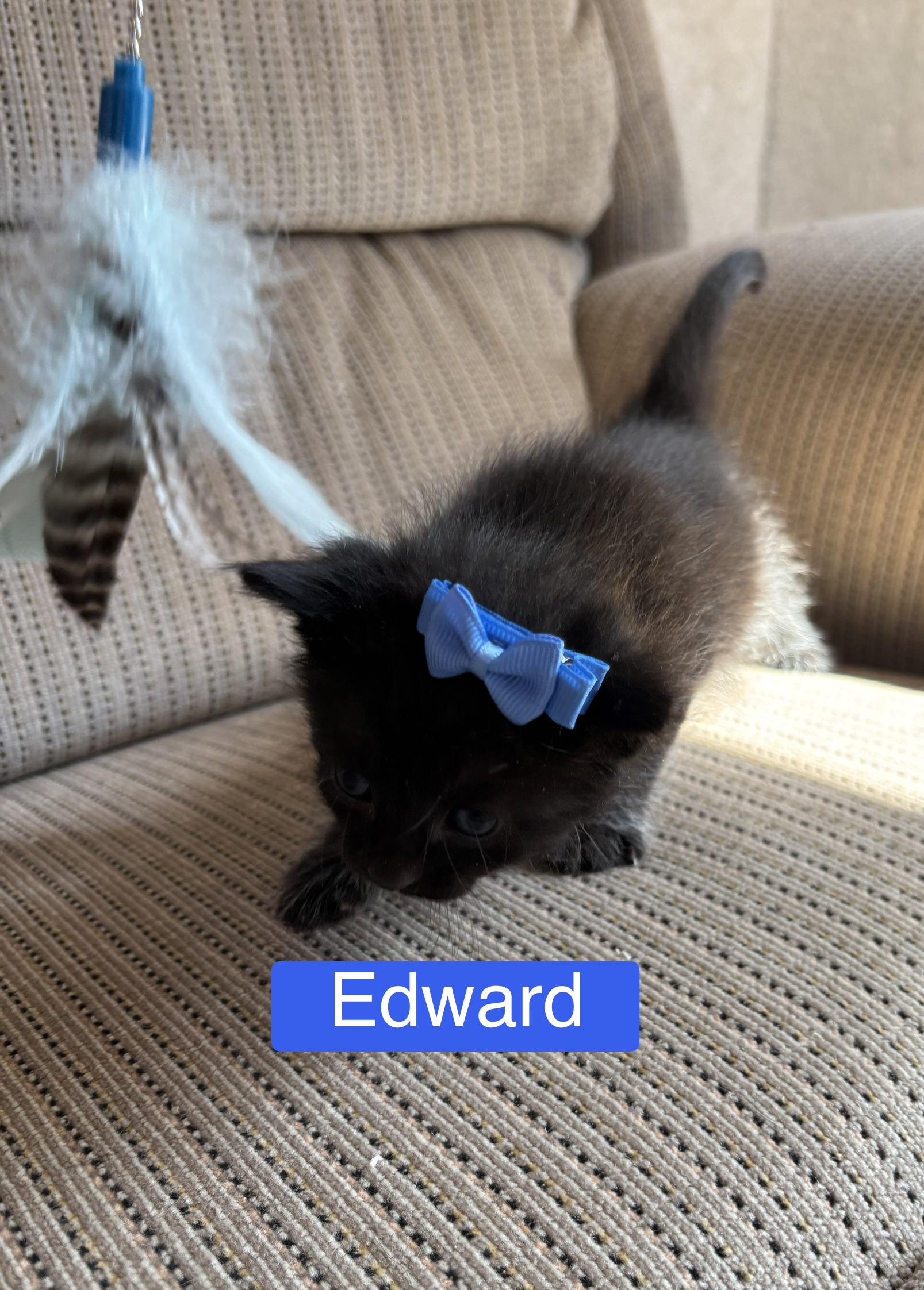 Enlarge Edward - The Pretty Woman Litter, a Adopted mixed breed in Sheboygan, WI image 3/5